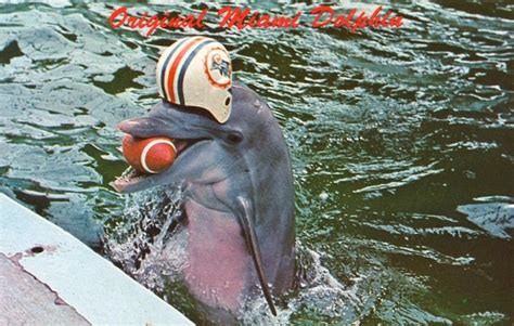 The iconic flipper mascot of the miami dolphins